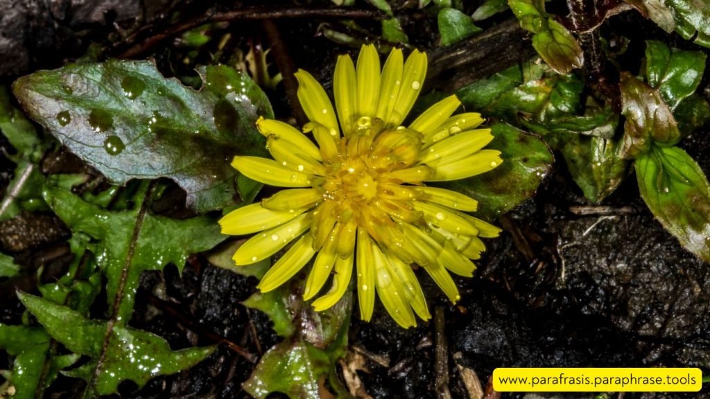 10 Plantas De Mi Comunidad