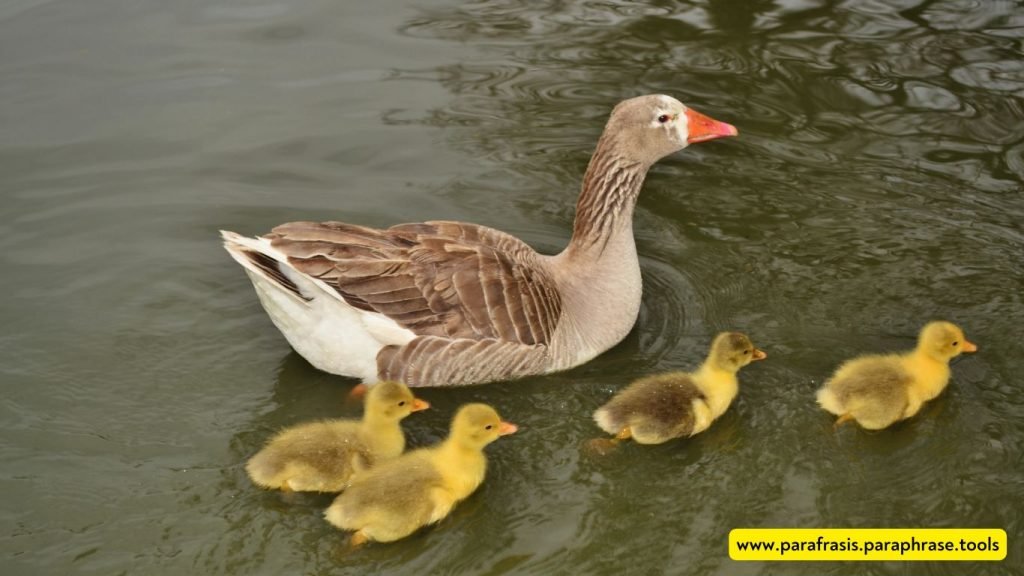 "El Patito Feo: Cuento Corto Ilustrado y Su Enseñanza" 1 El Patito Feo